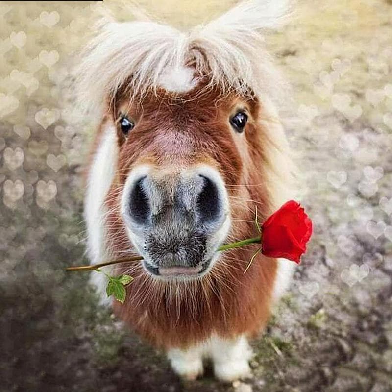 Diamond Painting Rose with Donkey Diy Diamond Embroidery Animal Pasted Round Full Drill Home Decor 30x30CM