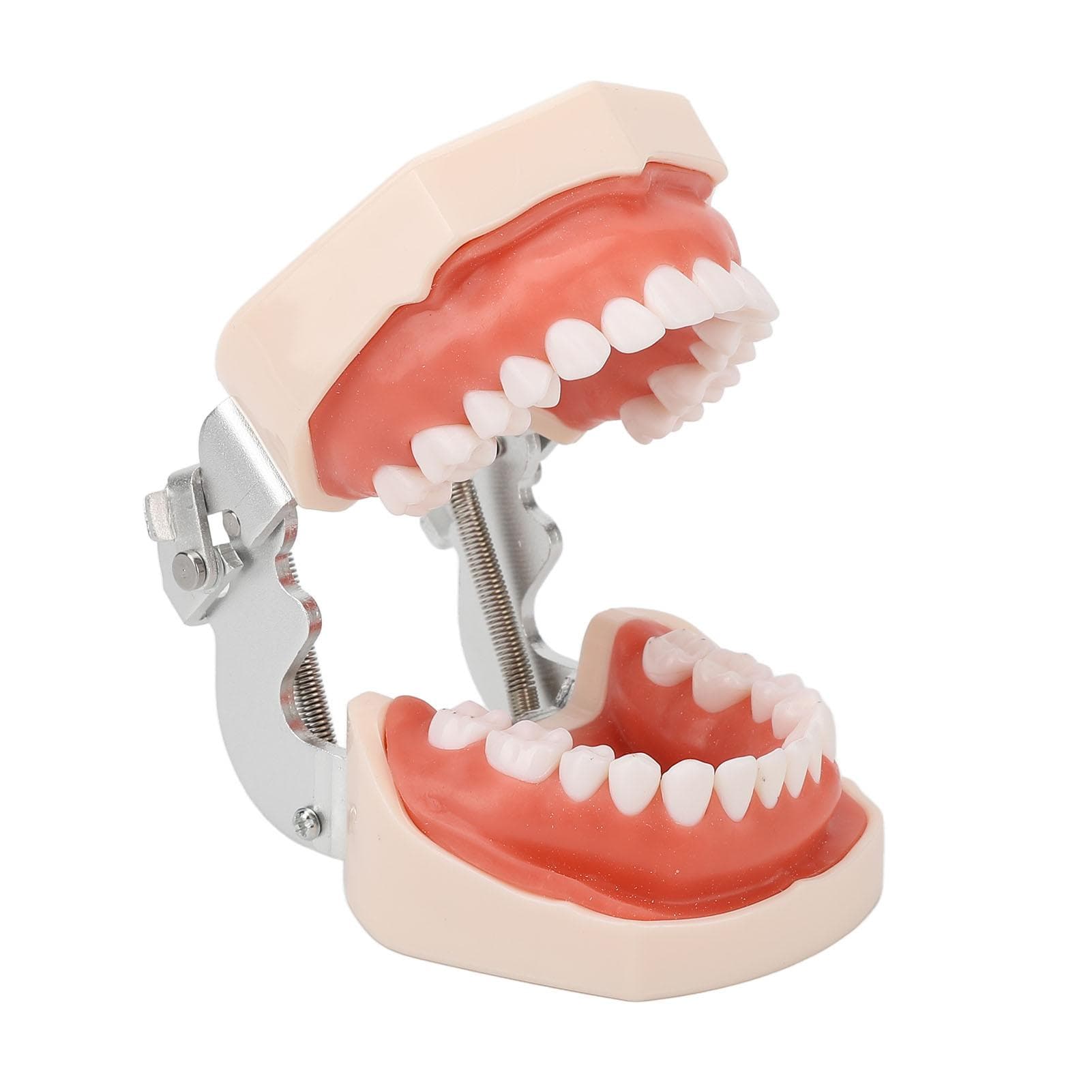 Standard Teeth Model 28 Teeth Soft Gum Adult Typodont Demonstration Denture Model for Kids Dental
