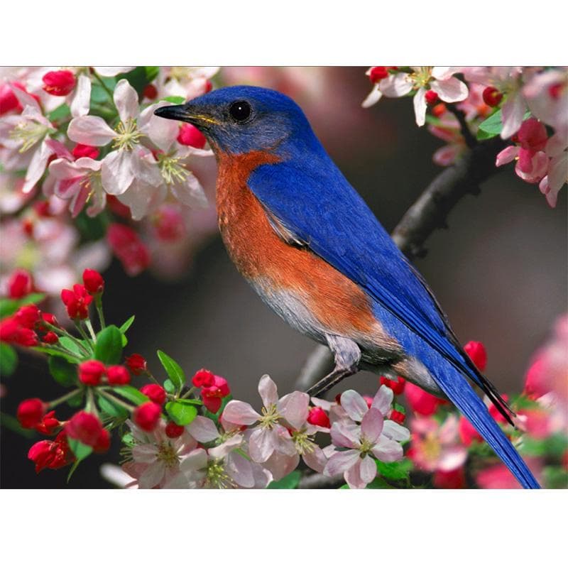 Diamond Embroidery Painting Exquisite Stitch of Mosaic Flowers and Birds Picture Home Decor 20X30CM