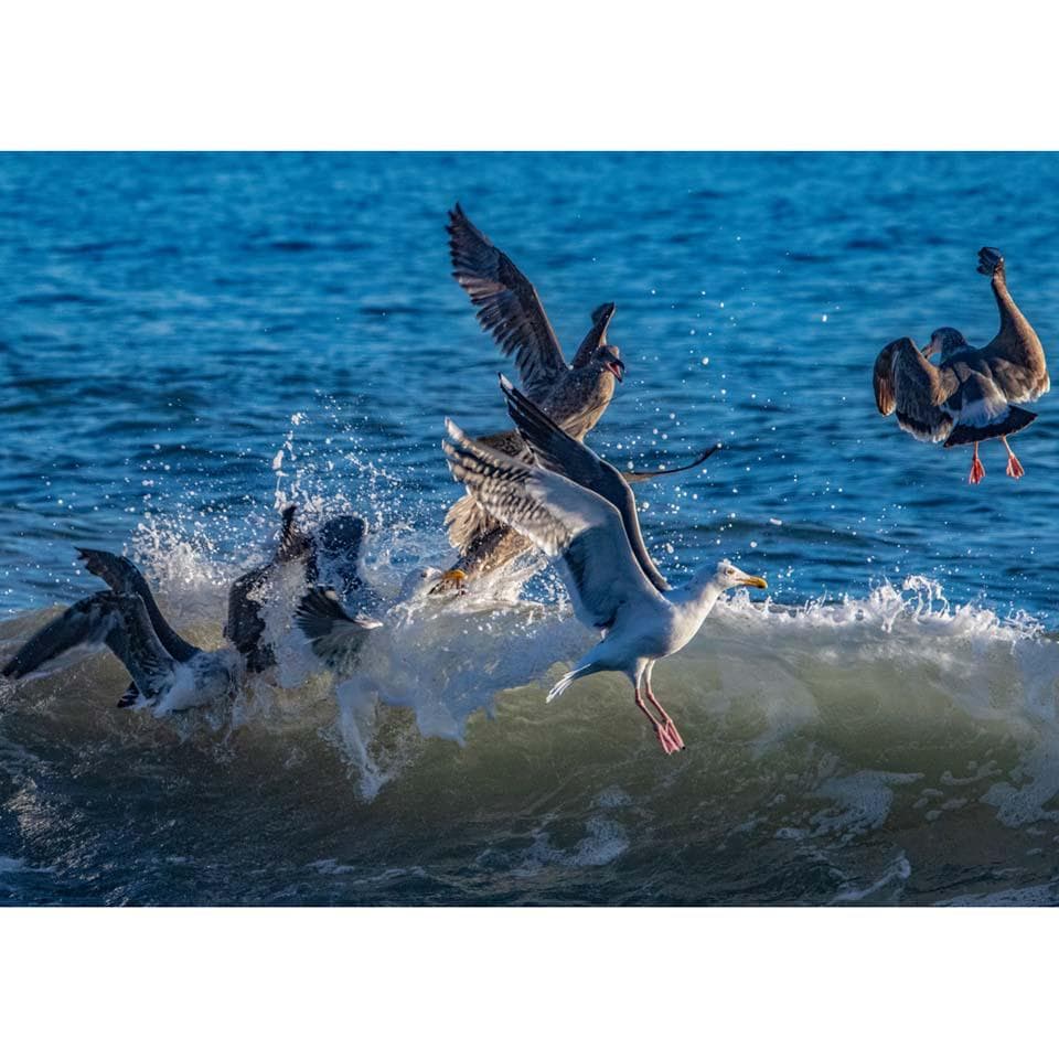 Creative Fashion Full Drill Seascape Gull Diamond Embroidery Pictures Handmade Sticker Kitchen Decor 20X30CM