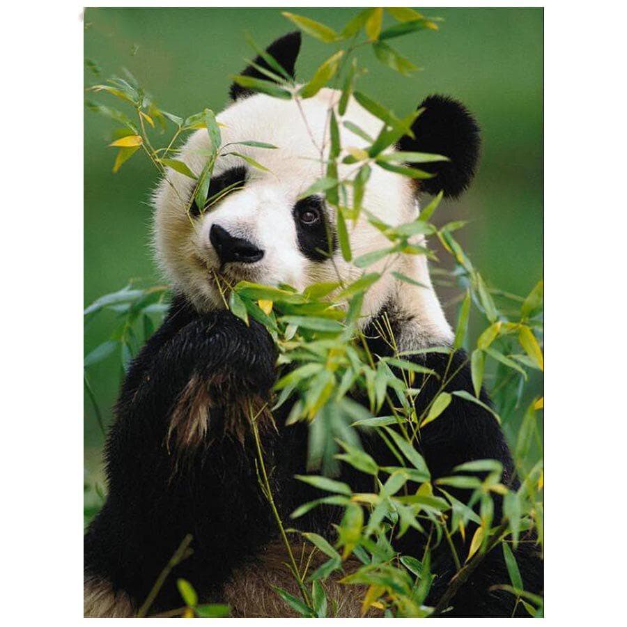 5D Full Round Drill Diy New Diamond Embroidery Mosaic Wall Painting Animal Cross Stitch 20X30CM