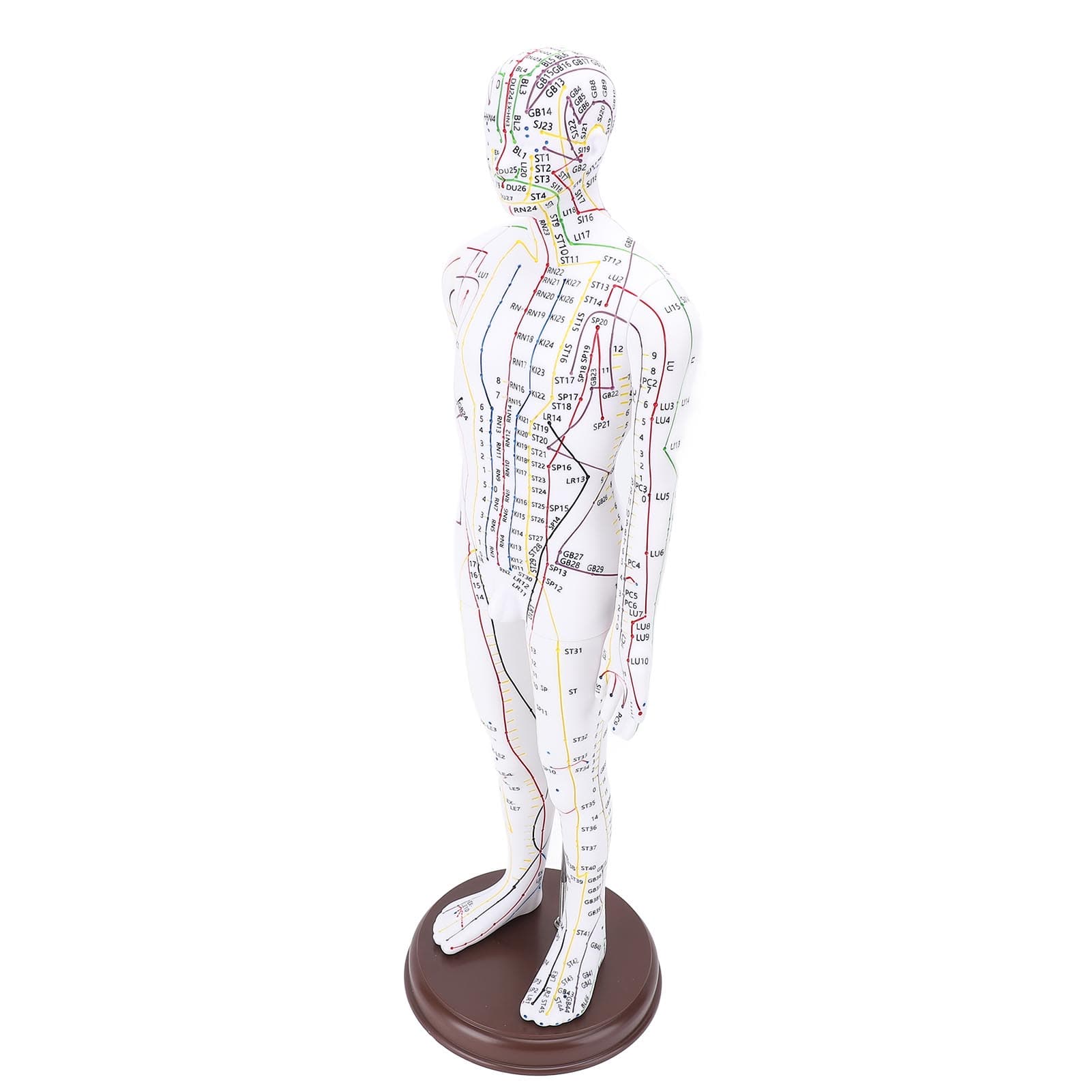 52cm Acupuncture Model Human Body Model Full Body Acupuncture Model With Base for Student Teaching male version