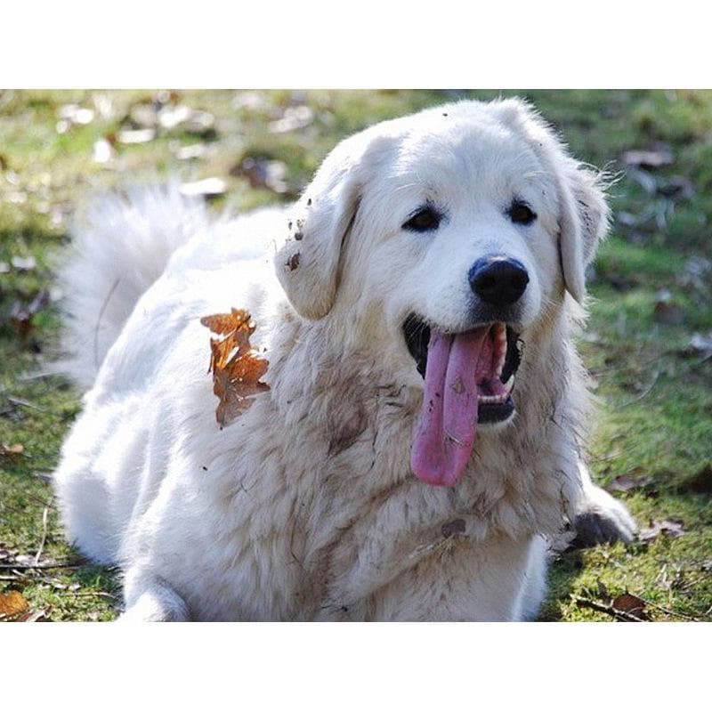5d Diy Diamond Painting Golden Retriever Dog Cross Stitch Full Diamond Embroidery Diamond Paintings 20X30CM