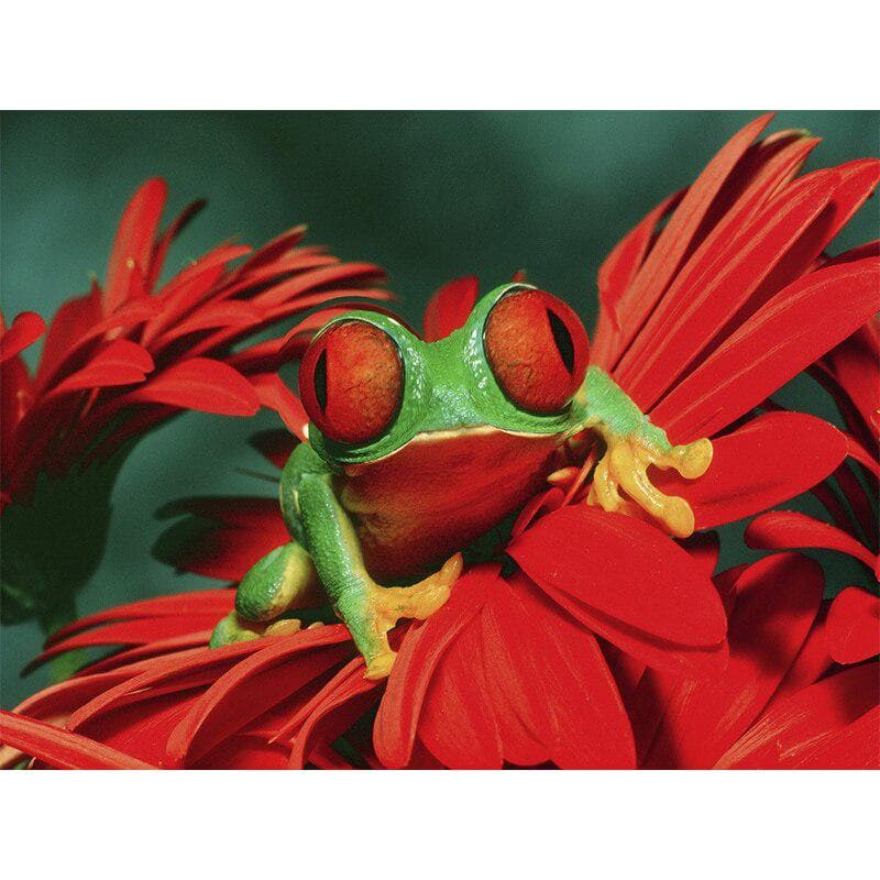 DIY Diamond Painting Red Eye Frog 5D Diamond Embroidery Art Painting Animal Picture Cross Stitch 20X30CM