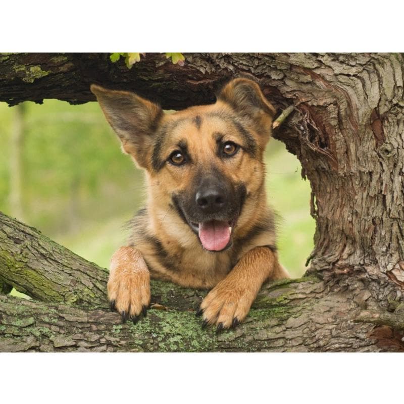 5D Diamond Painting Pet Dog German Shepherd Cross Stitch Diamond Embroidery Patterns Rhinestones 20X30CM