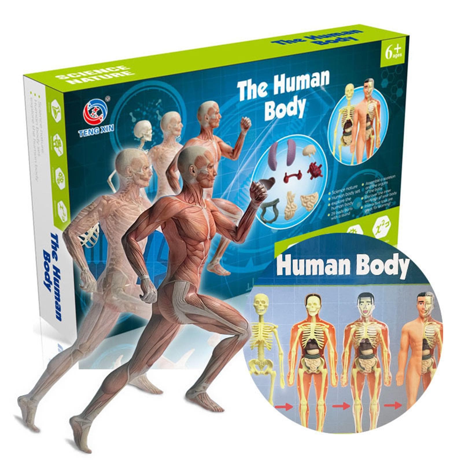 Human Body Model Organs and Bones Simple Assembly Learning Tool Kit Anatomy Model Display STEM TXMR-026