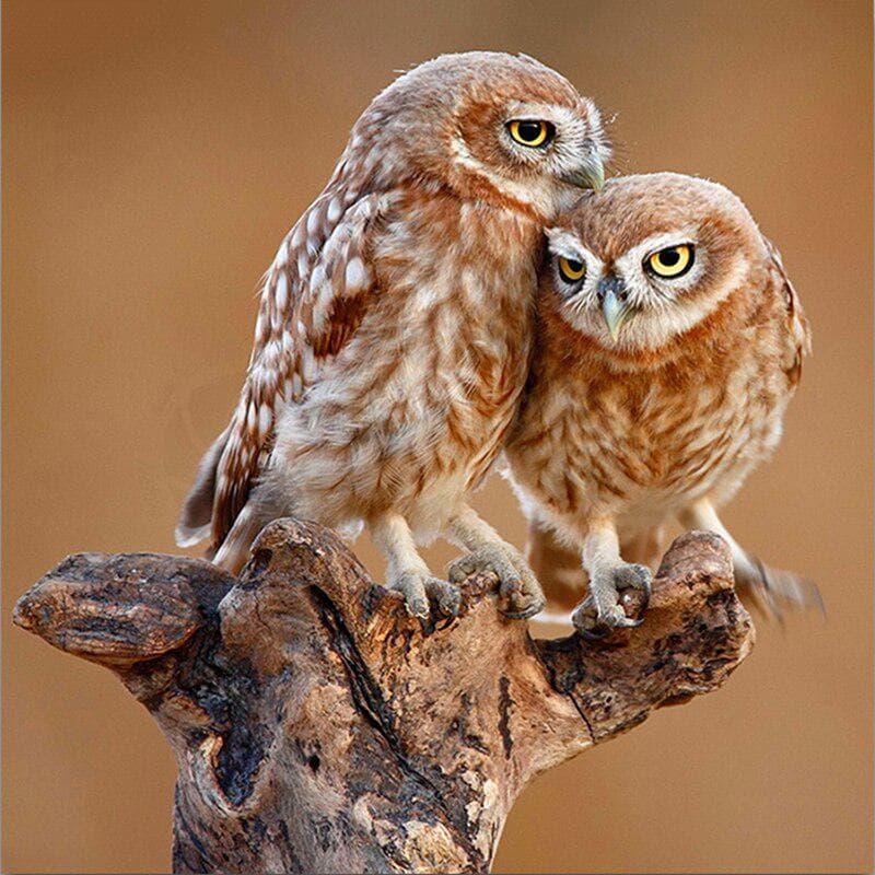 5d Diy Diamond Painting Diamond Mosaic Cross Stitch Owl Pictures Handmade Furniture Ornaments 40x40CM