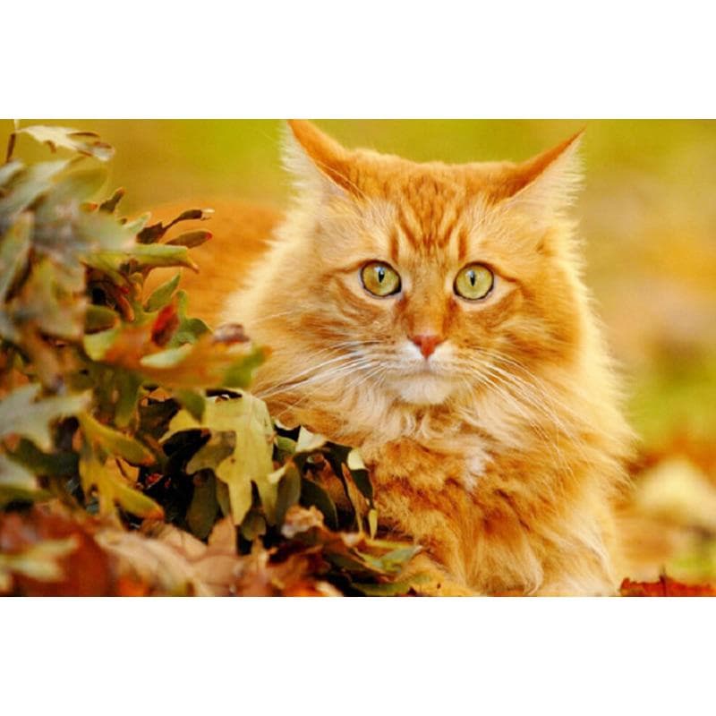 Diamond Painting Cat Flower Home Decor Drill Resin DIY Mosaic Diamond Embroidery Flowers 20X30CM