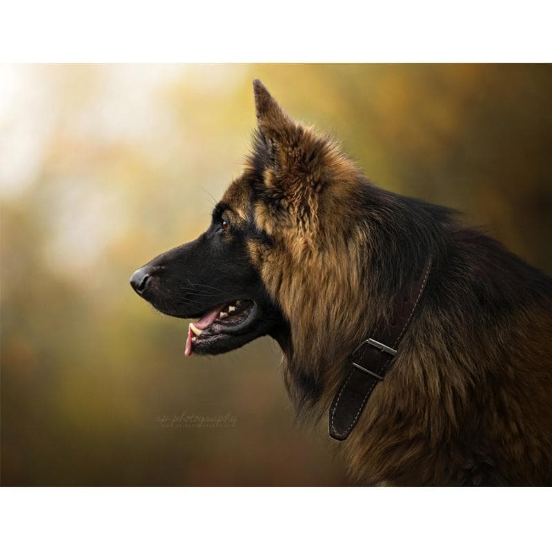 5D Diy Diamond Painting Cross Stitch German Shepherd Full Round Diamond Embroidery 20X30CM
