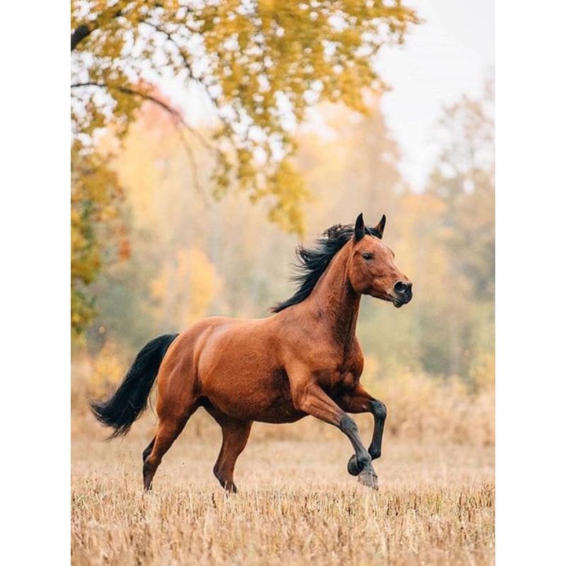 5d Diy Diamond Painting Horse Broderie Diamond Mosaic Animal Diamond Cross Stitch 20X30CM
