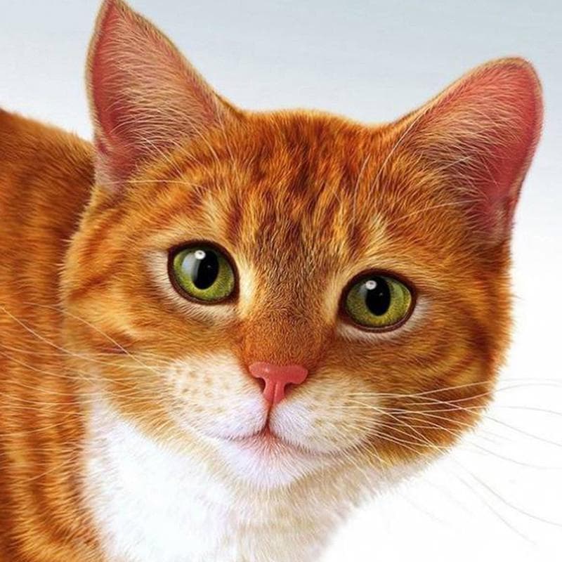 Diamond Lovely Cat 5D Diamond Painting Full Round DIY Diamond Embroidery Rhinestones Pictures 30X30CM