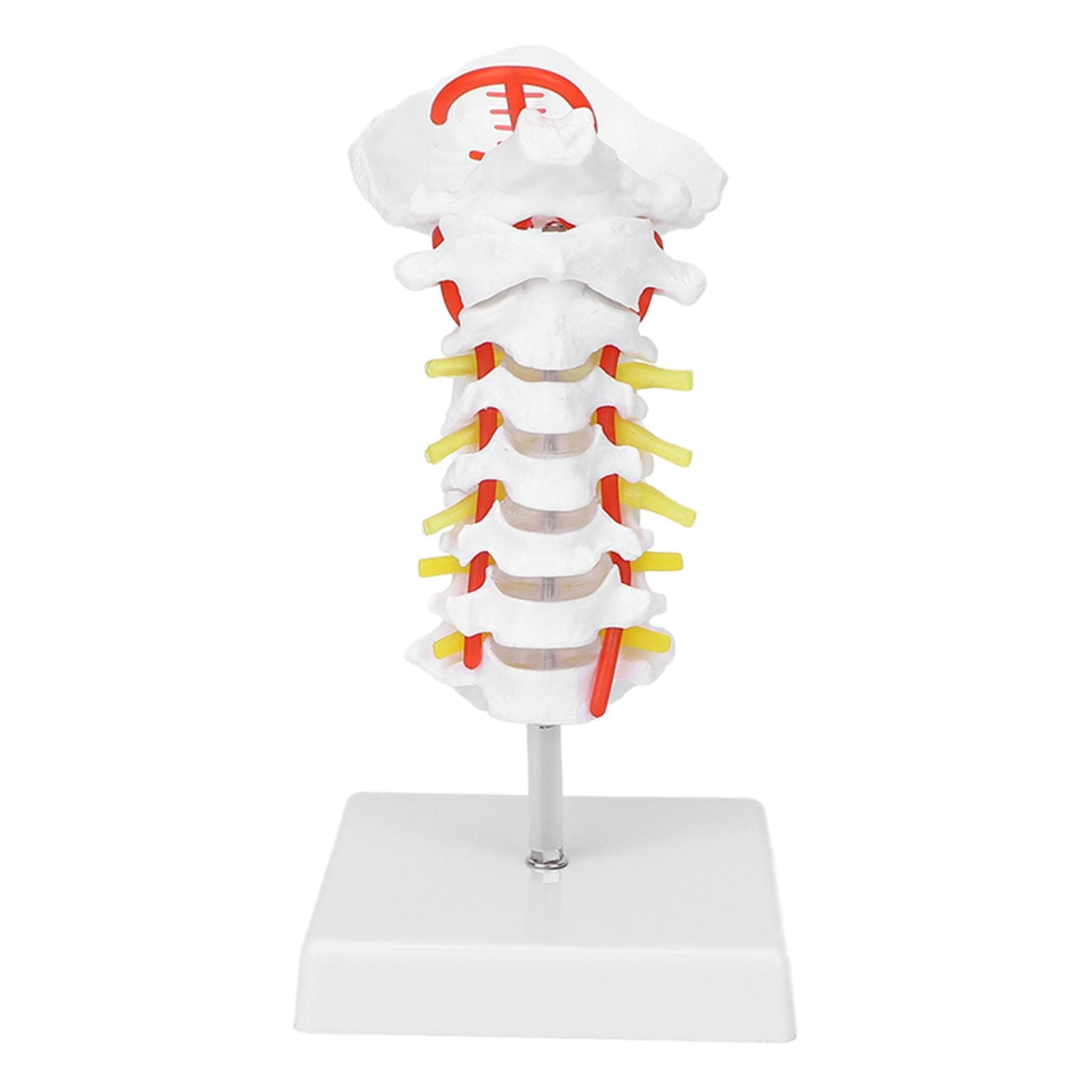 Cervical Vertebra Model Arteria Spine Spinal Nerves Anatomical Model for Science Classroom Study