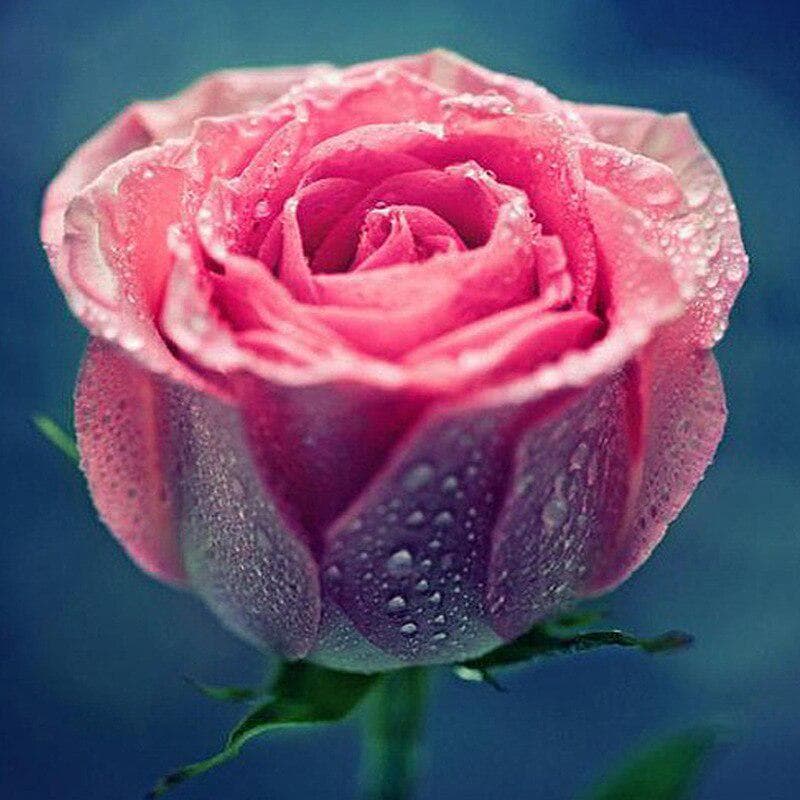 5d Diy Diamond Embroidery Pink Orchid Diamond Painting Cross Stitch Full Drill Rhinestone Home Decor 30x30CM