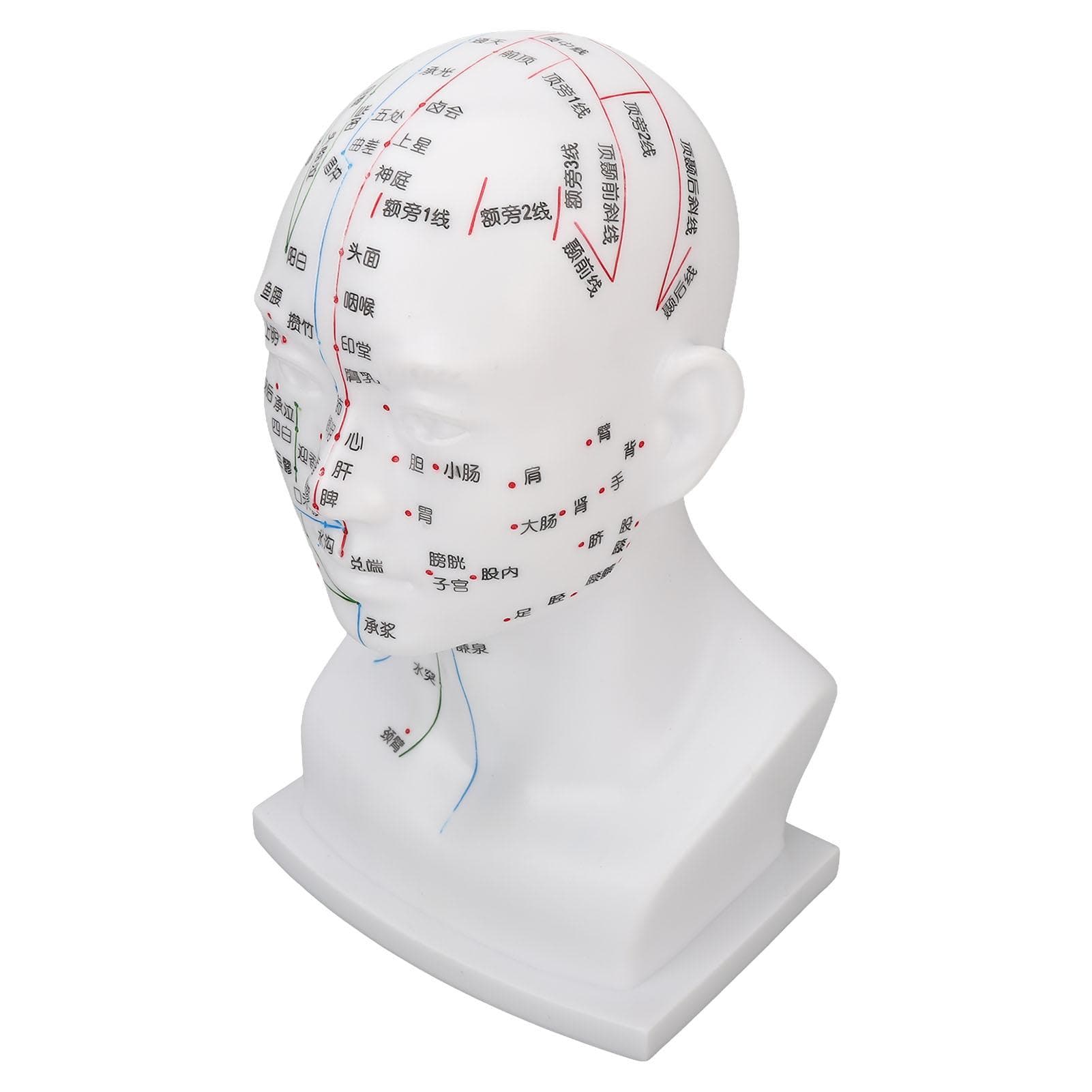 Acupuncture Point Head Model PVC White Face Massage Meridians Head Model Teaching Props 11.8 Inch