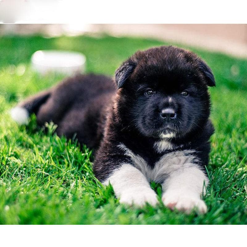 Diamond Embroidery Akita Black Dog Diamond Painting Full Round Picture of Rhinestone Cross-stitch 20X30CM