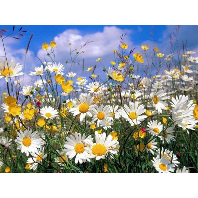 5D Diamond Painting Full Drill Daisy Rhinestones Pictures Diamond Embroidery Icons Flowers Decor 20X30CM