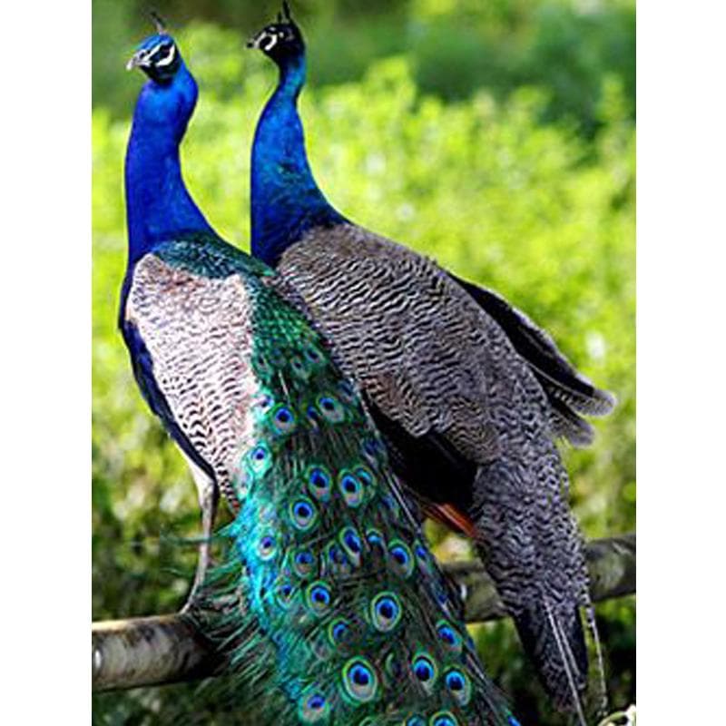 Diamond Painting Peacock Diamond Embroidery Animal Diamond Cross Stitch 20X30CM