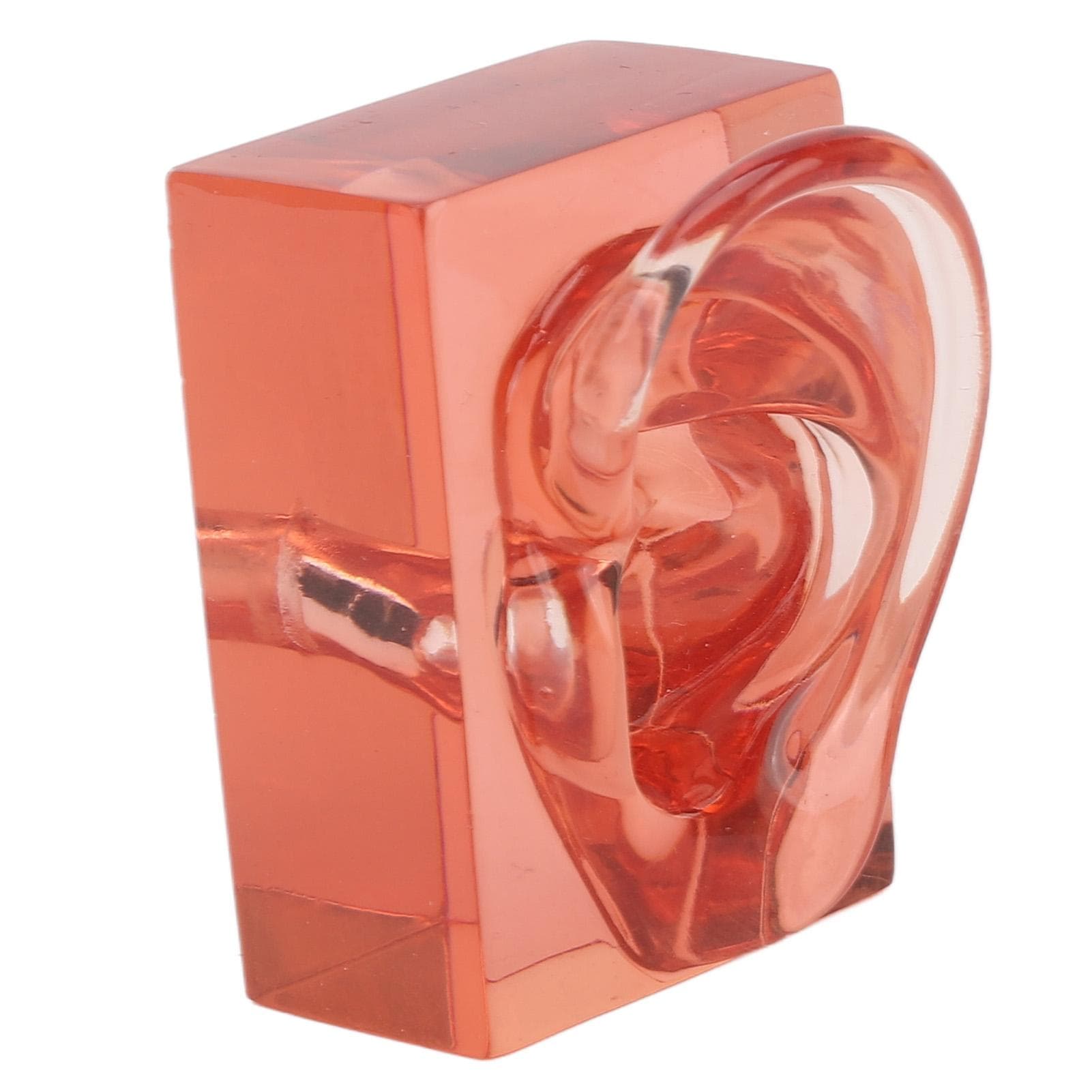 Right Ear Model Transparent Red Acrylic Sturdy Waterproof High Simulation Ear Display Model