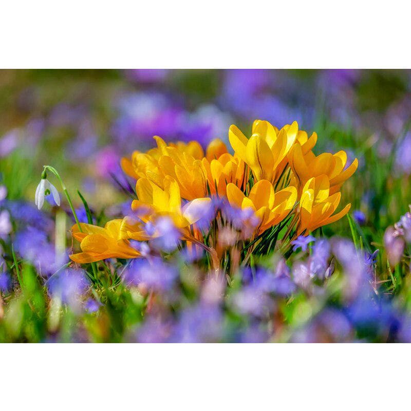 Flowers Diamond Embroidery 5D DIY Diamond Painting yellow Flowers Cross Stitch 20X30CM