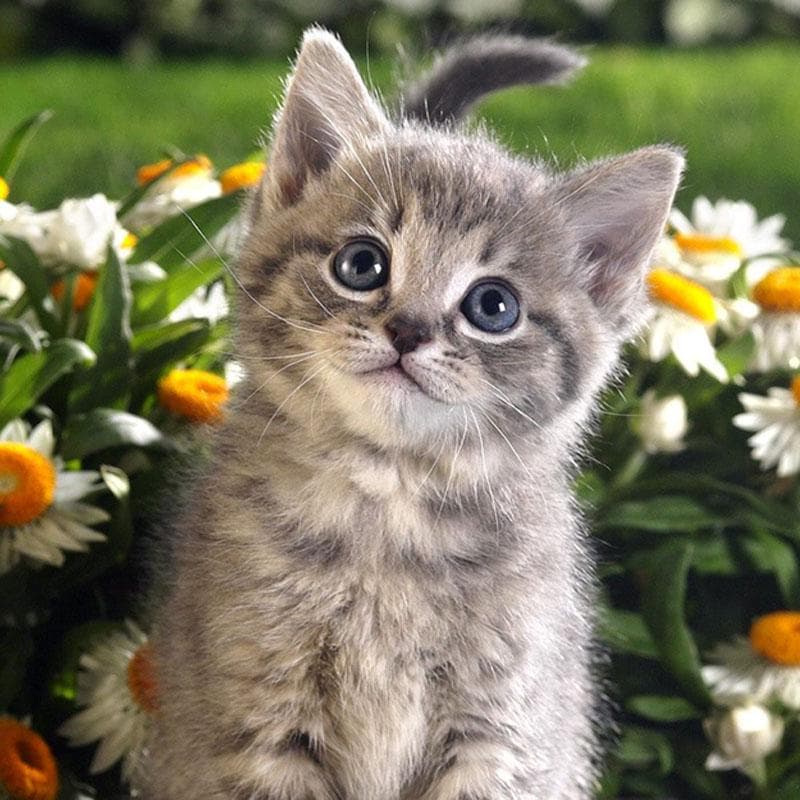 Diamond Painting Animal Cute Cat Diamond Embroidery Circular Stones Display Home Decoration 30x30CM