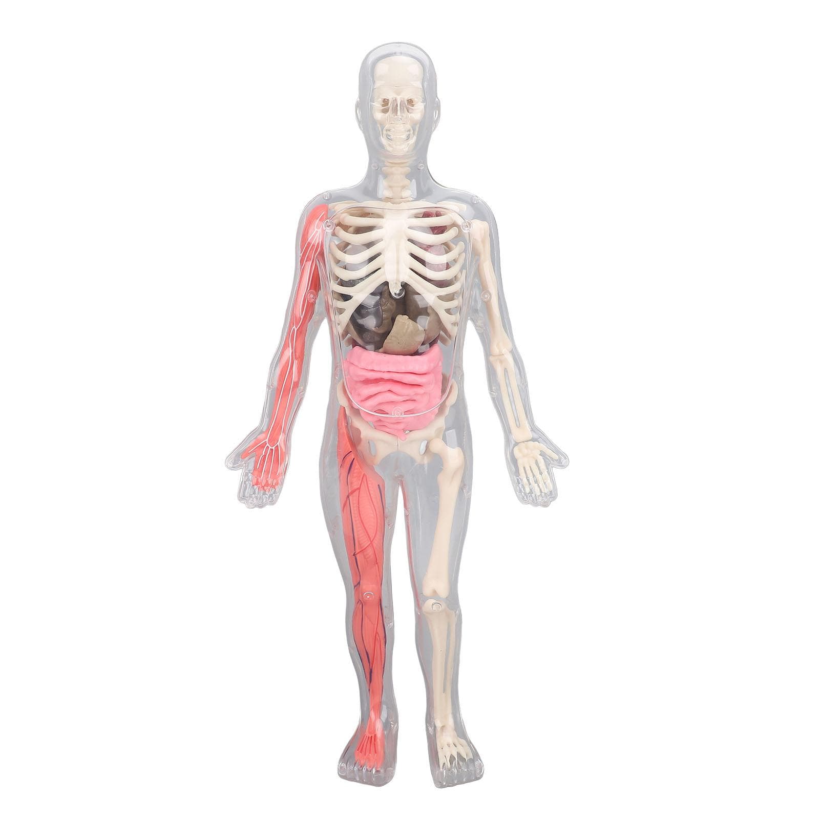 Human Body Model with Removable Organs Bones Glow in The Dark Anatomy Figure Science Kit for Kids