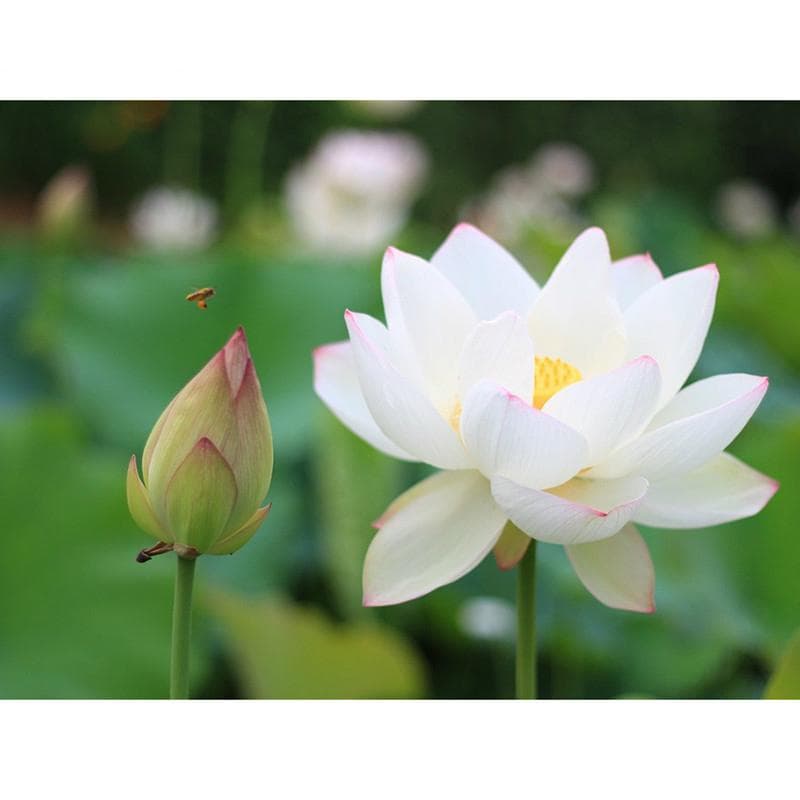 5D DIY Diamond Painting Lotus Embroidery Mosaic Cross Stitch Rhinestone Decor 20X30CM