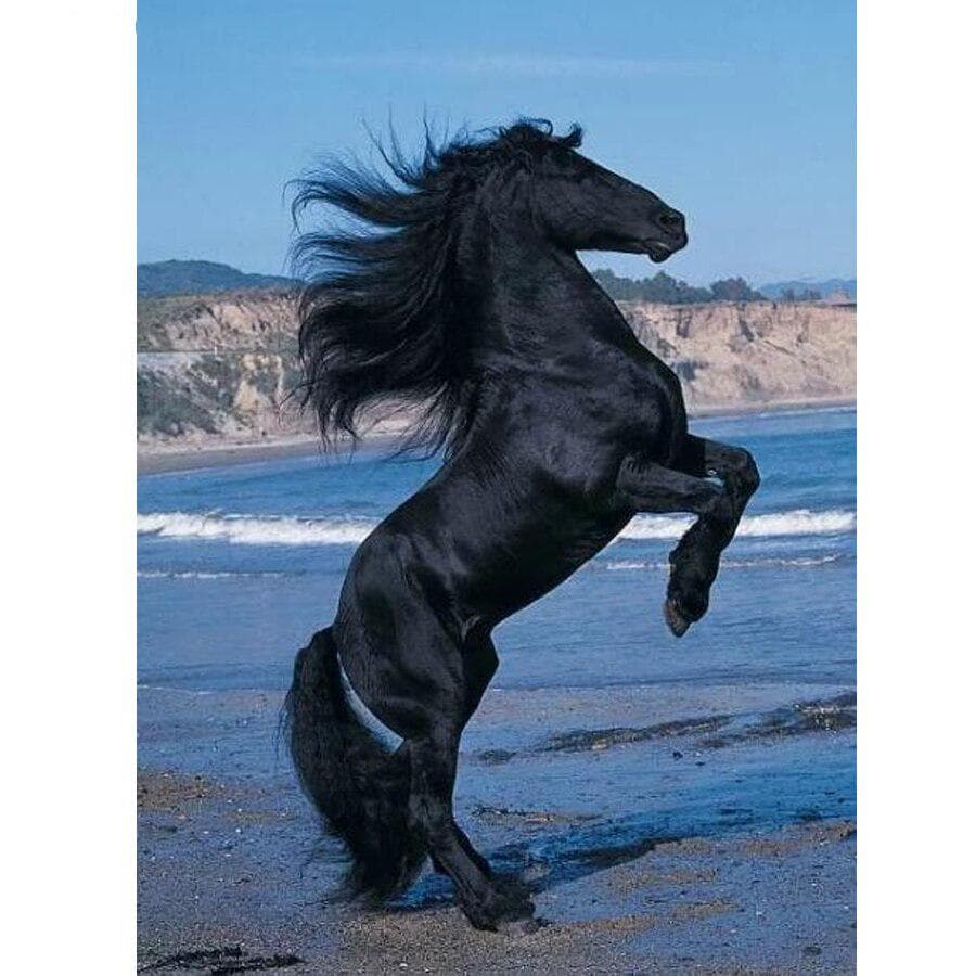 Full Round 5D DIY Diamond Painting Beach Black Horse Embroidery Cross Stitch 20X30CM