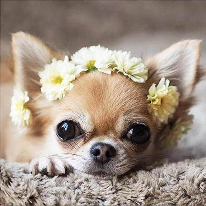 5D Diy Diamond Painting Cute Dog Diamond Embroidery Chihuahua Cross Stitch Rhinestone 20X30CM