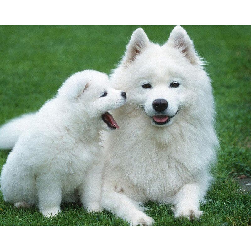 5D DIY Diamond Painting Samoyed Dog Full Round Diamond Embroidery Cross Stitch Rhinestone 20X30CM
