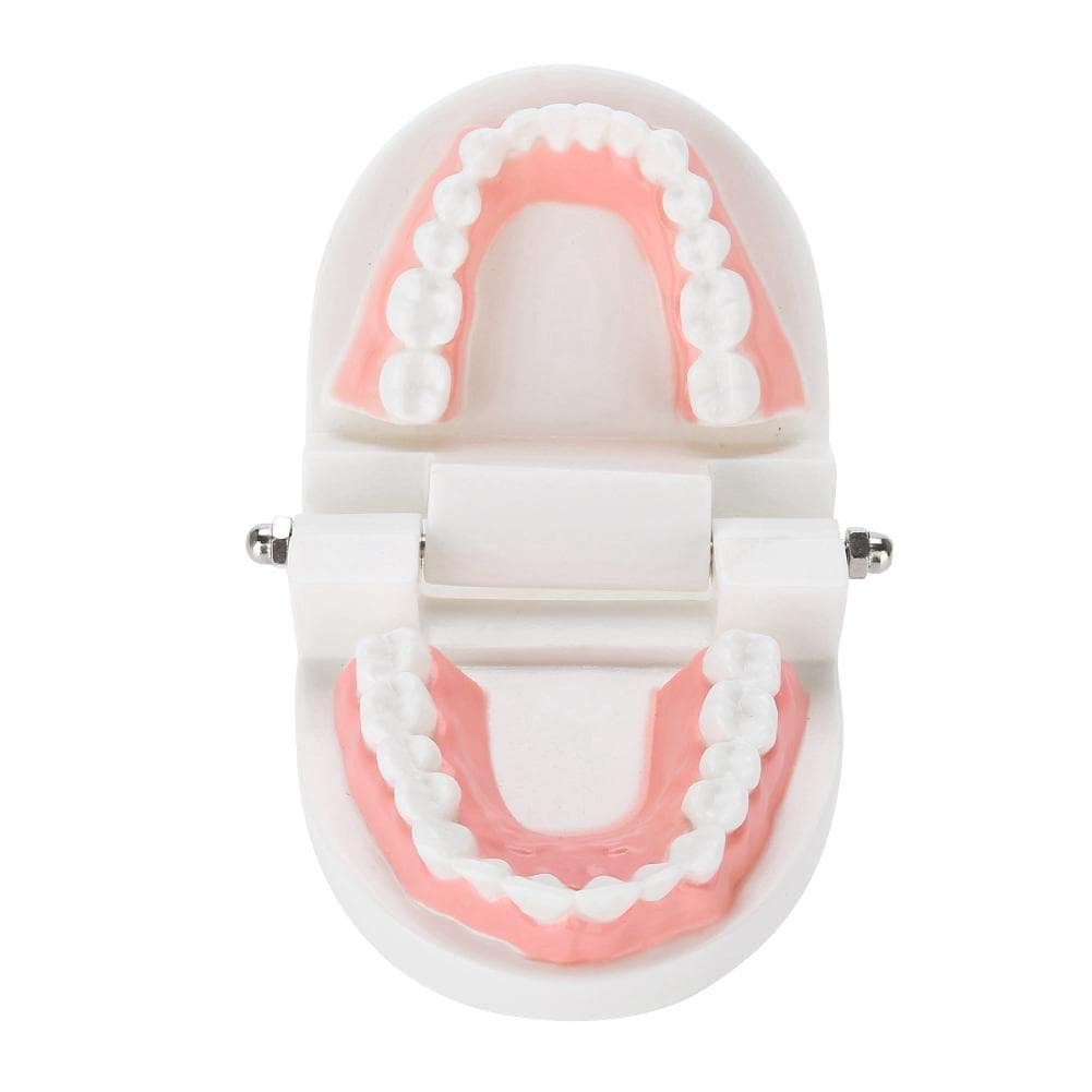 Dental Denture Model 28Pcs Standard Adult Teeth Model Medical Teaching Tool white