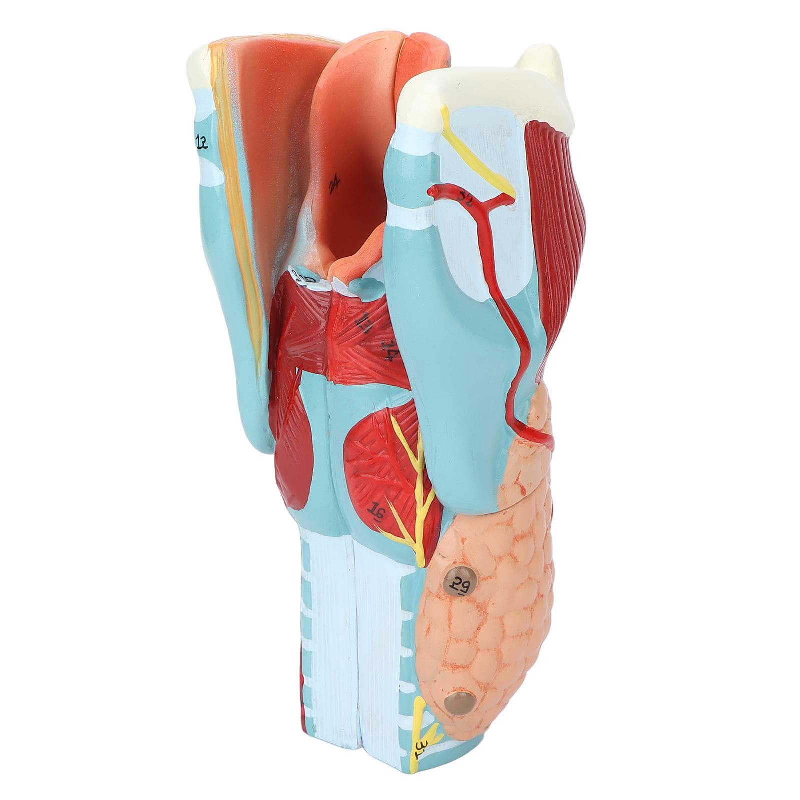 2X Magnification Human Throat Model Vinyl Clear Structure Throat Dissection Model for Teaching