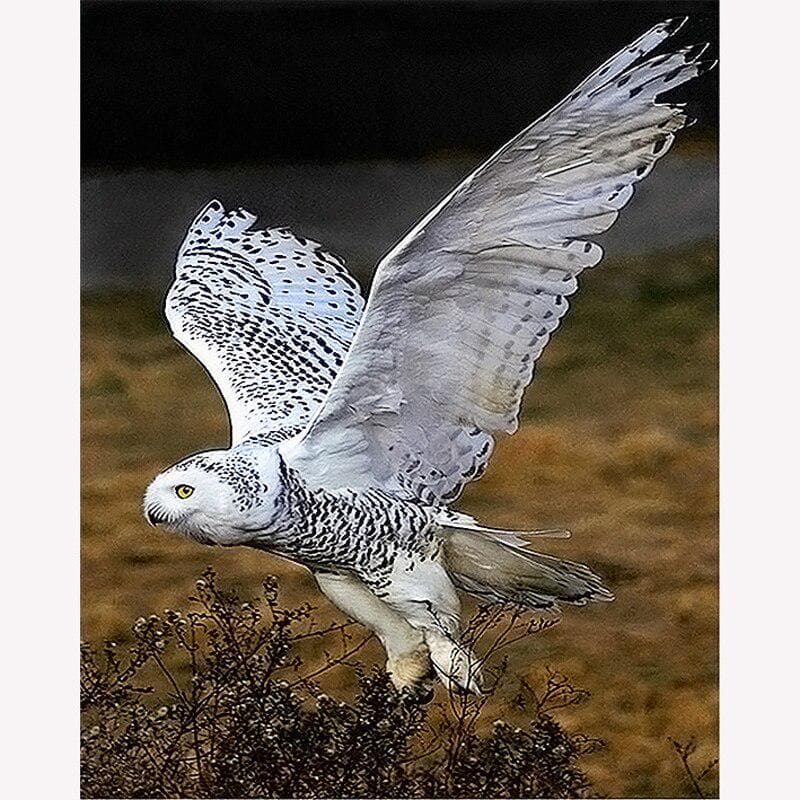 Diy Diamond Painting Colour Owl 5d Diamond Embroidery Animal Cross Stitch Needlework Home Decor 20X30CM