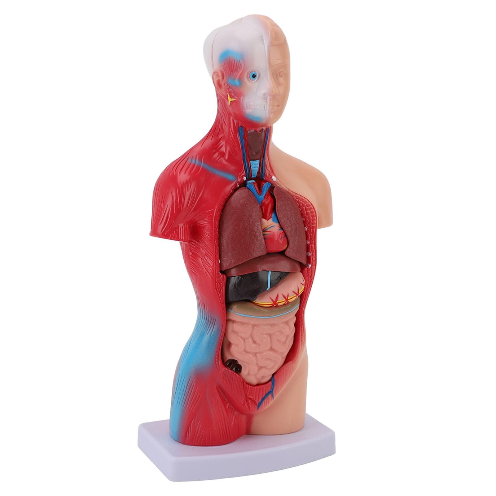 Human Body Model 15 Piece Parts Medical Student Interactive Anatomy Physiology Study Tools with