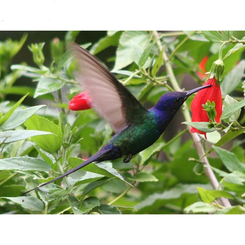 5D DIY Diamond Painting Hummingbird Diamond Embroidery Mosaic Cross Stitch Rhinestone Decor 20X30CM