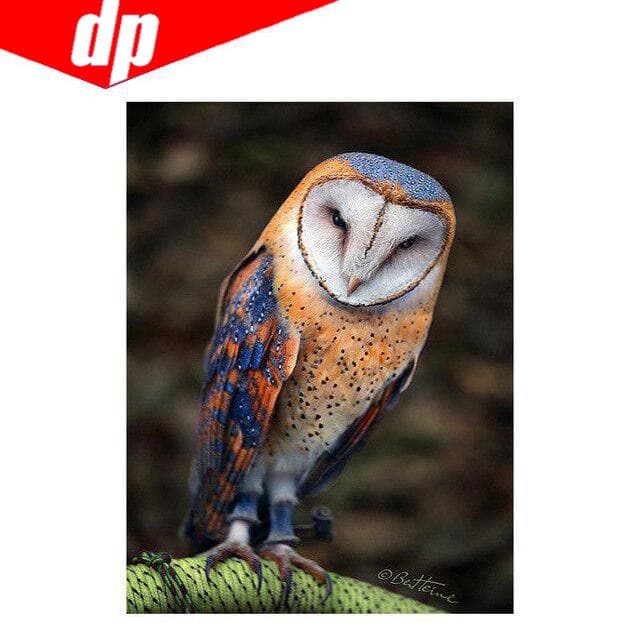 Owl Diamond Painting Cross Stitch Diamond Embroidery Animal Diamond 20X30