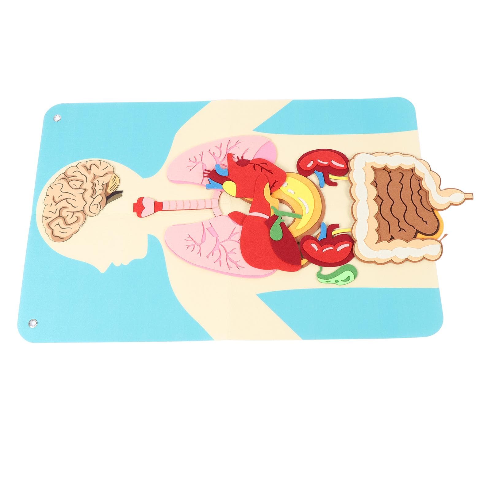 Body Parts Learning Felt Story Board Set Early Learning Felt Human Organ Body Model Wall Hanging