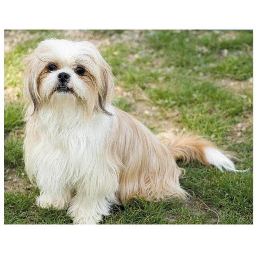 DIY Diamond Embroidery Shih Tzu Pet Dog 5d Full Round Round Drill Diamond Painting 20X30CM
