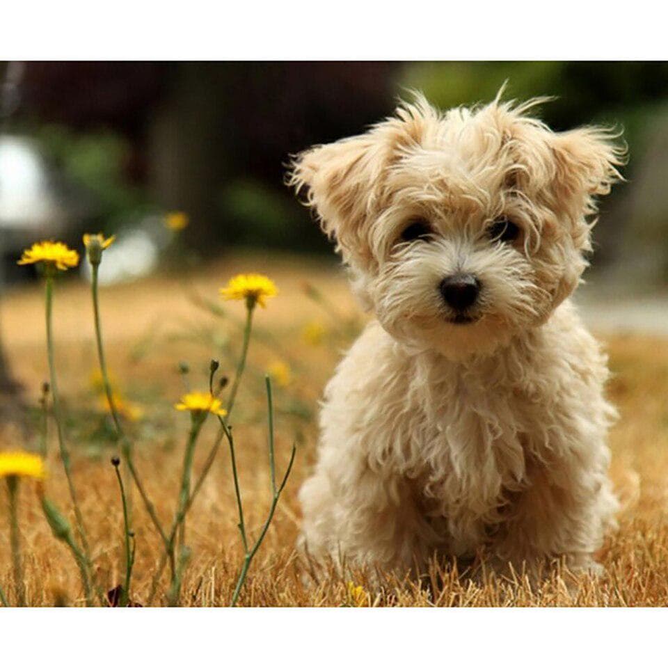 5D DIY Art Diamond Painting Full Drill Pet Dog Pictures Flower Lovely Embroidery Cross Stitch 20X30CM