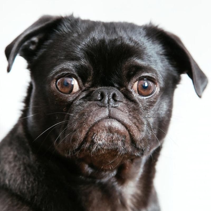 Diamond Painting Animal 5D Diy Diamond Embroidery Cute Pug Dog Home Decor Picture Mosaic 30X30CM