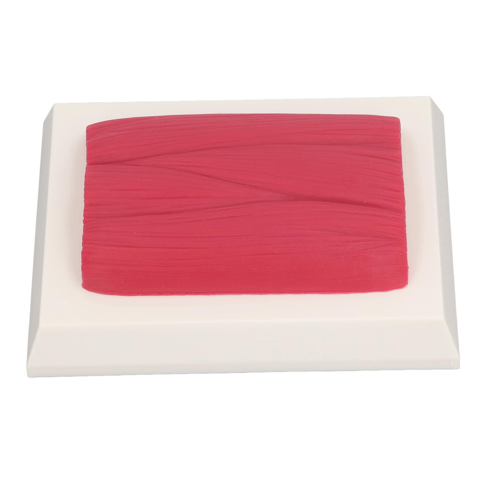 Human Body Muscle Tissue Model Keep Healthy Reminder Real Tactile Anatomic Muscle Tissue Replica