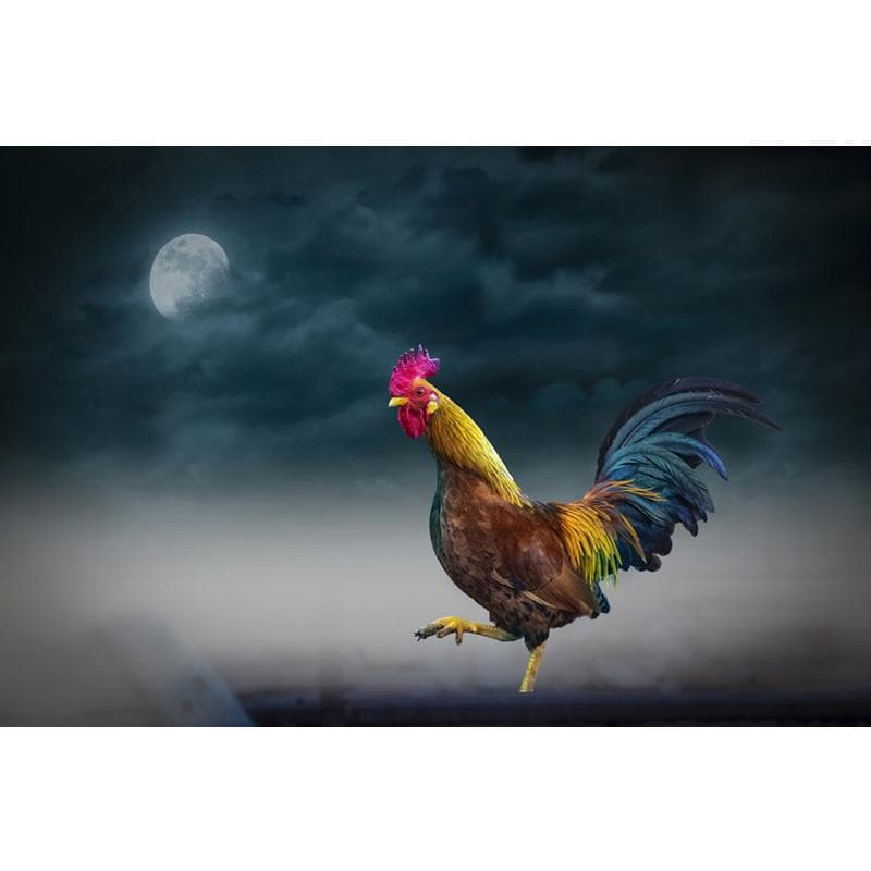 Diy Full Diamond Painting Cock DIY Painting Cross Stitch animals Diamond Painting 20X30CM