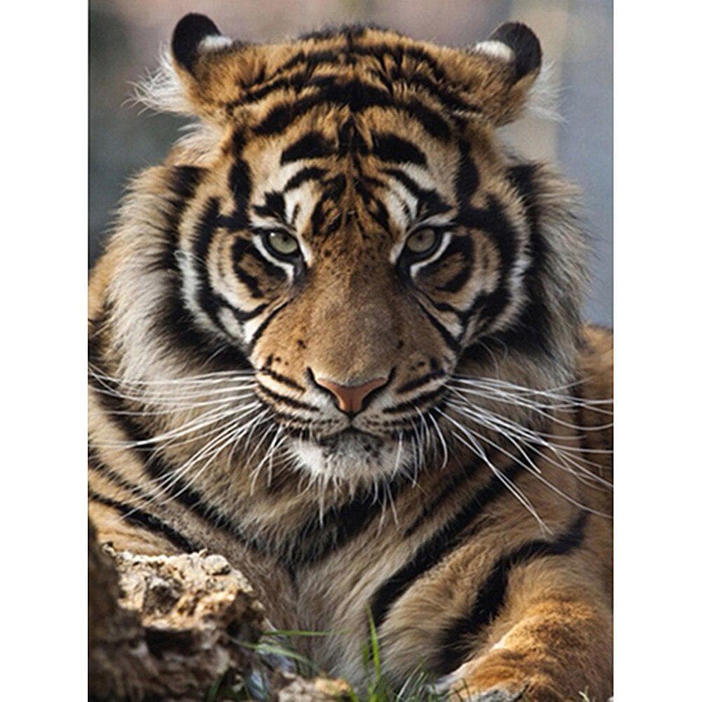 Diamond Painting Tiger Picture Beads Full Drill Diamond Embroidery Animal Tiger Rhinestone Painting 20X30CM