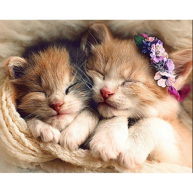 DIY 5D Diamond Painting Cat Full Round Diamond Embroidery Cross Stitch 20X30CM