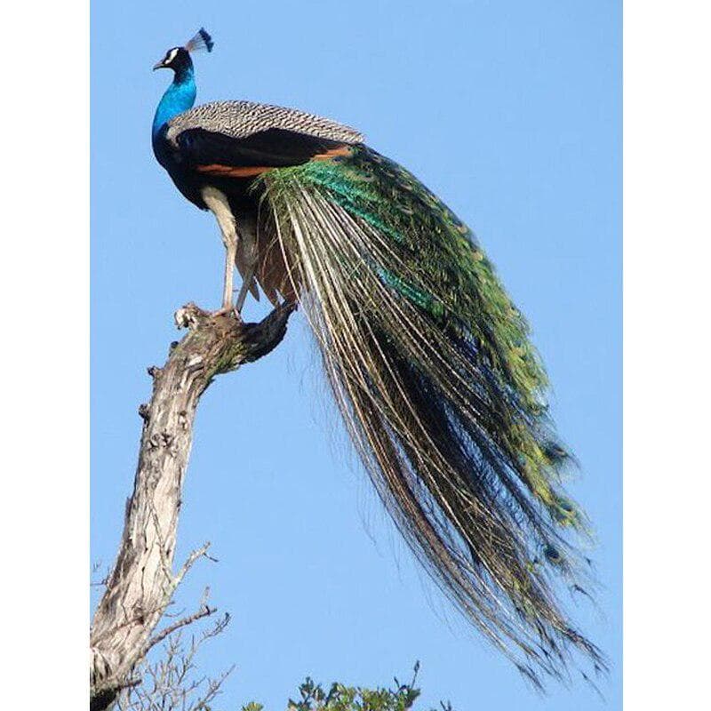 5d Diy Diamond Painting Peacock Diamond Embroidery Animal Diamond Cross Stitch 20X30CM