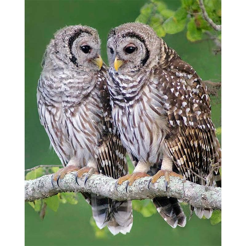 5d Diamond Painting Animal Owl Diamond Embroidery 20X30CM