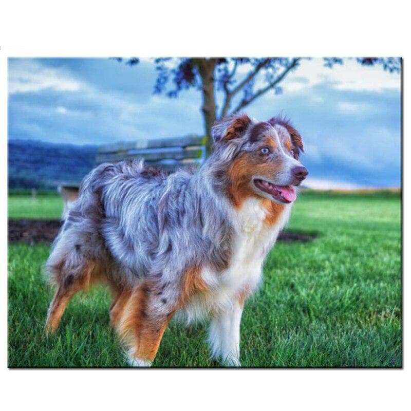 Diamond Painting Dog Australian Shepherd 5d diy Handmade Full round drill Diamond Embroidery 20X30CM