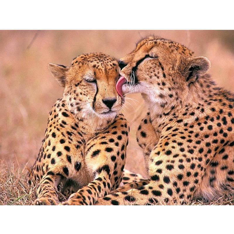 Two Cheetah Diy Diamond Painting 5d Square Diamonds Rhinestone Cross Stitch 20X30CM