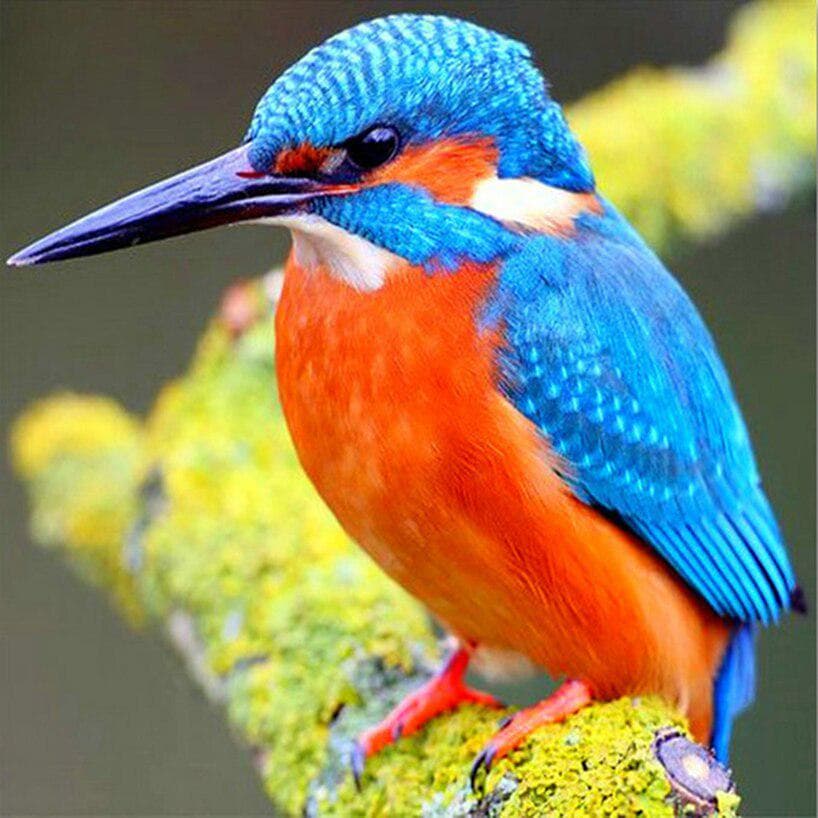 Diamond Embroidery Kingfisher Full Round Diamond Color Bird Full Round Diamond Painting Cross Stitch 30x30CM
