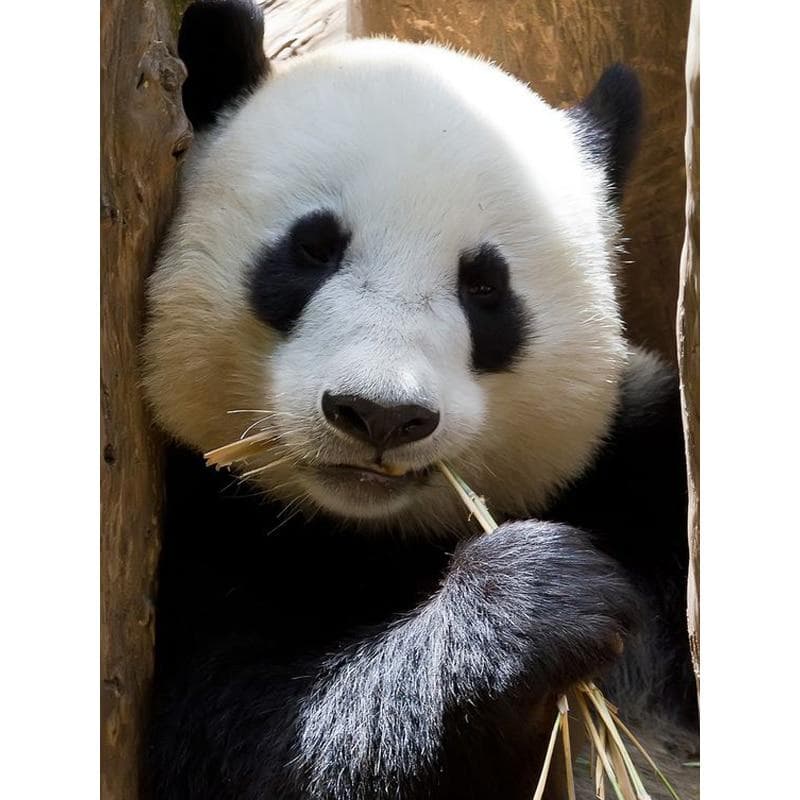 Full 5D DIY Diamond Painting Animal Cross Stitch pandas Resin Diamond Embroidery 20X30CM