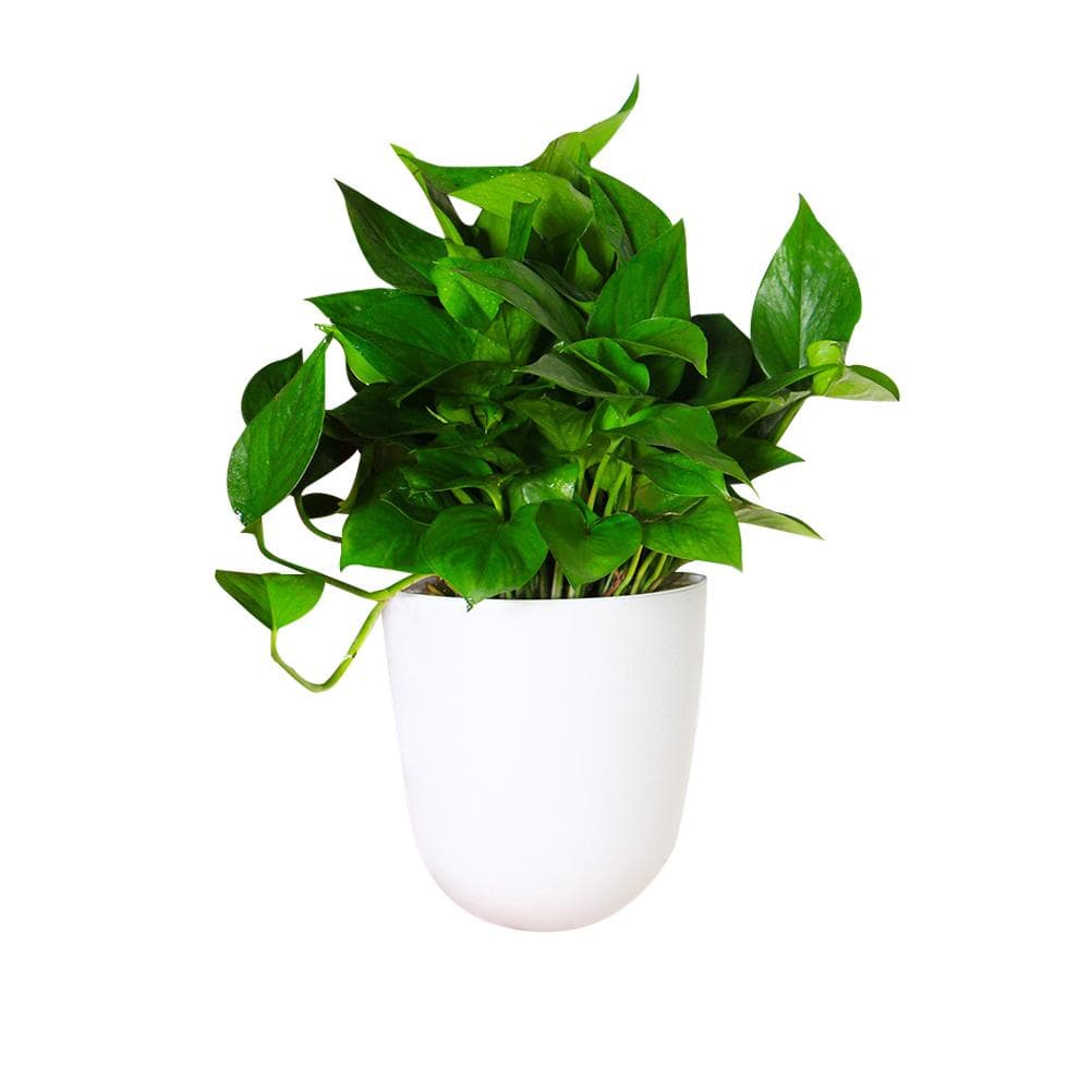 Corner Wall Mounted Flowerpot Self Watering Flower Pot Plastic Plant Pot white